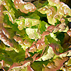 Lettuce Mignonette 